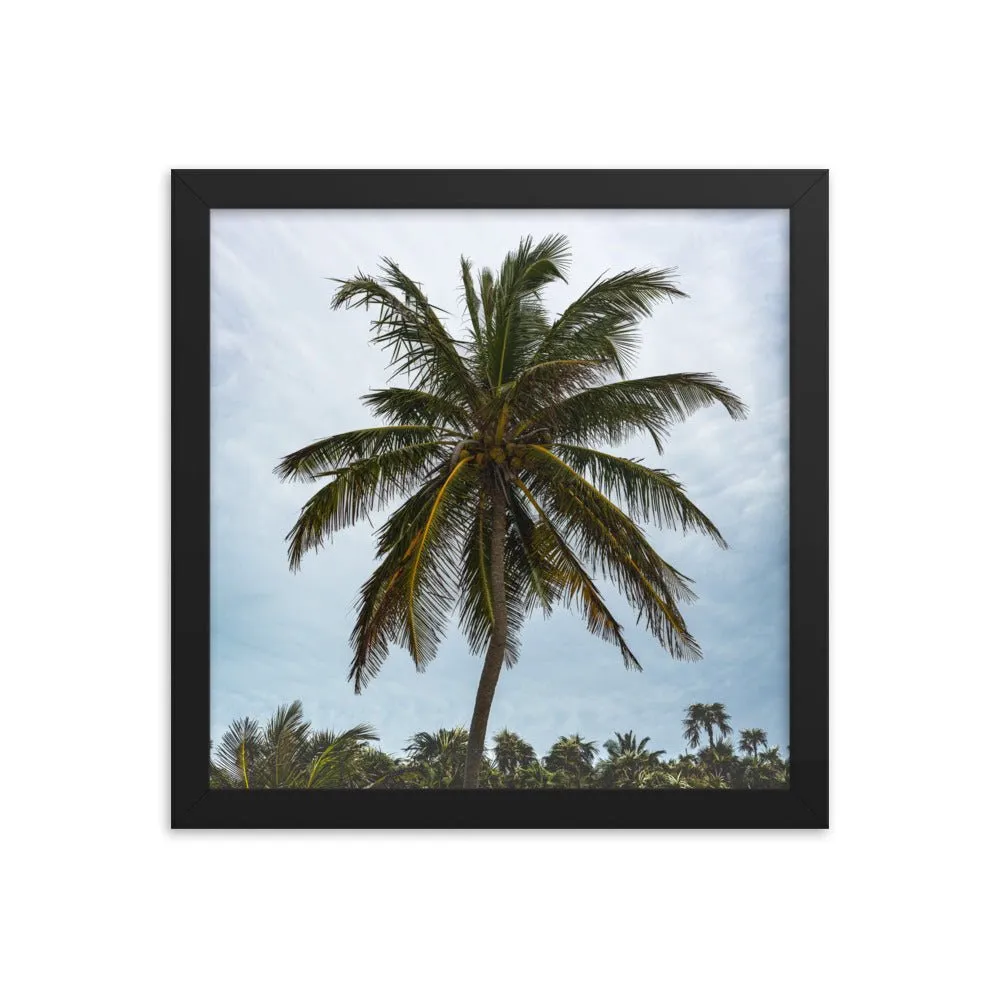 Bahamian Palm Poster