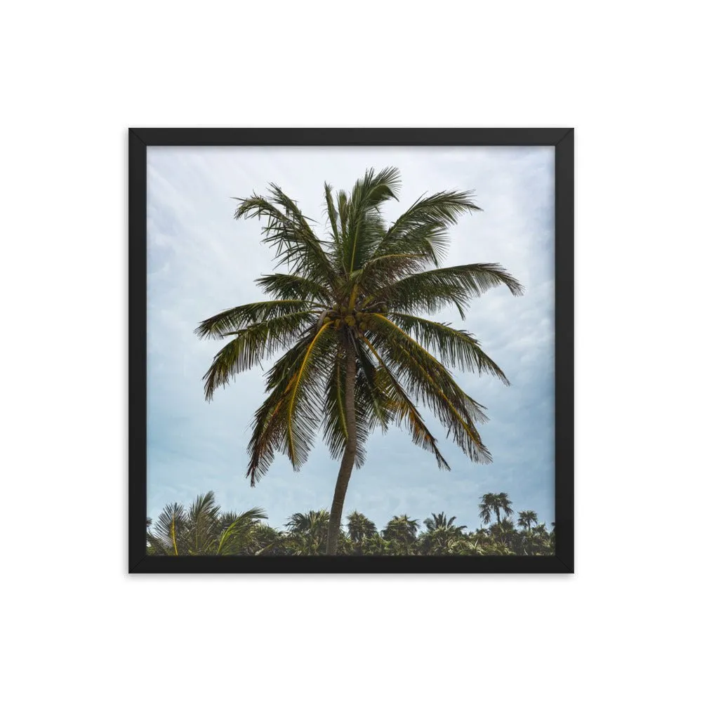 Bahamian Palm Poster