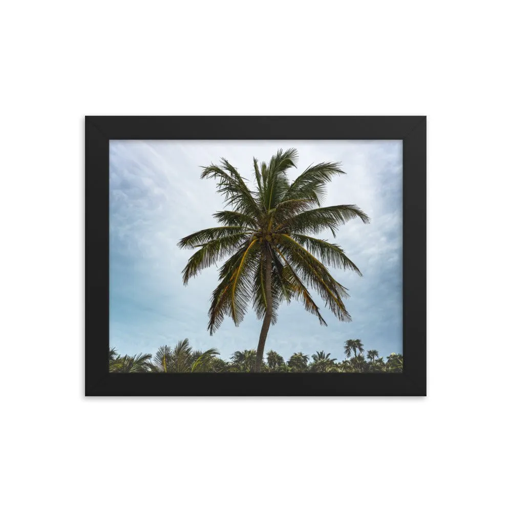 Bahamian Palm Poster