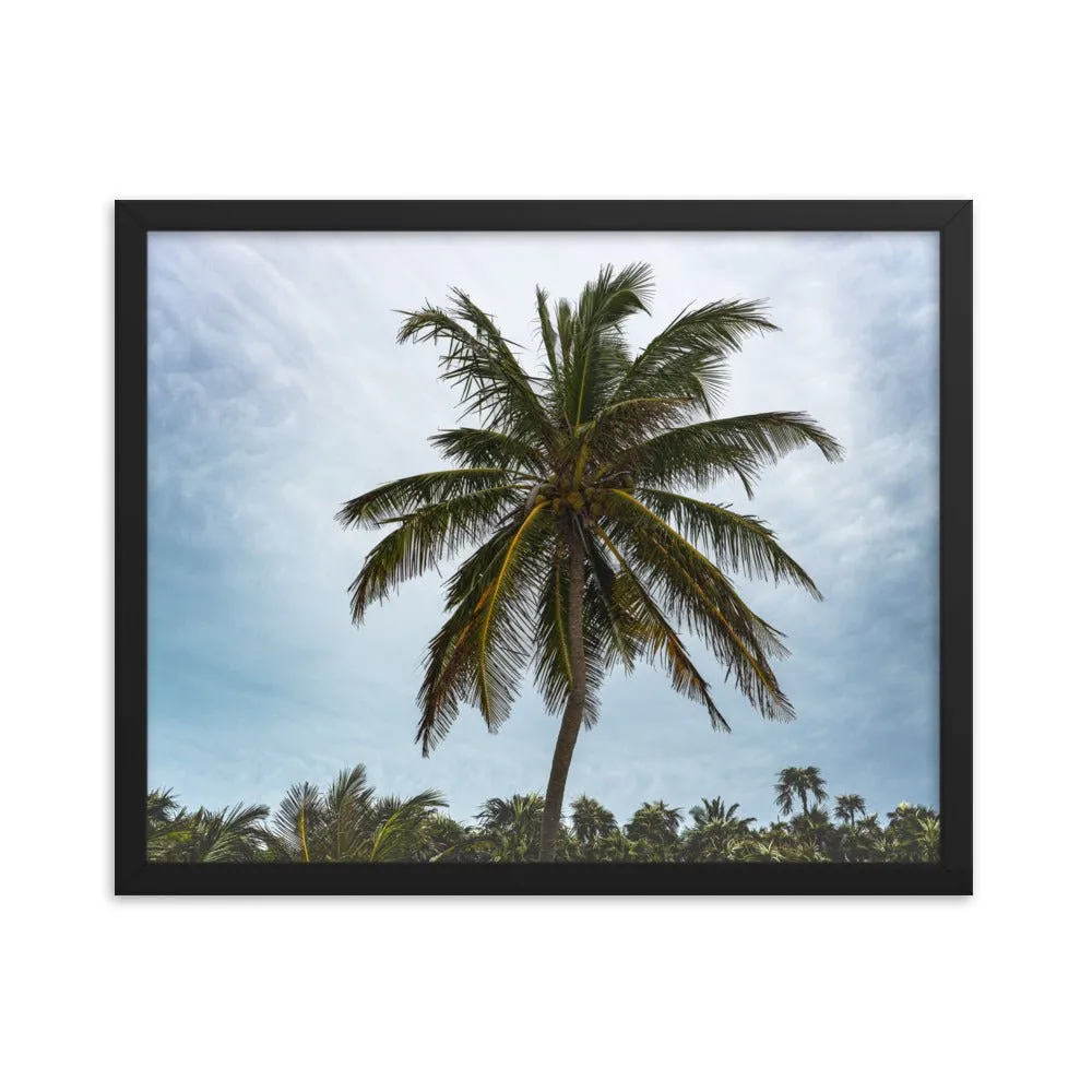 Bahamian Palm Poster