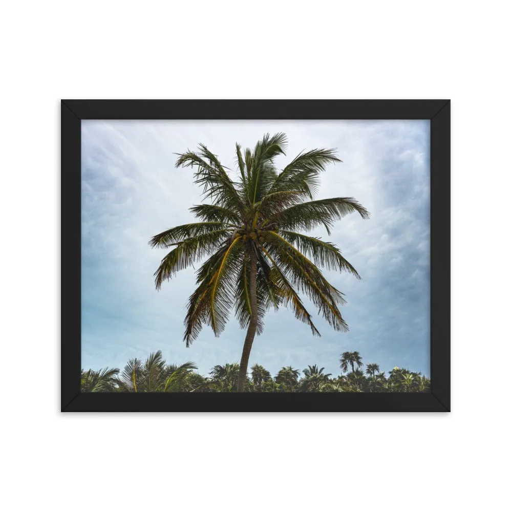 Bahamian Palm Poster