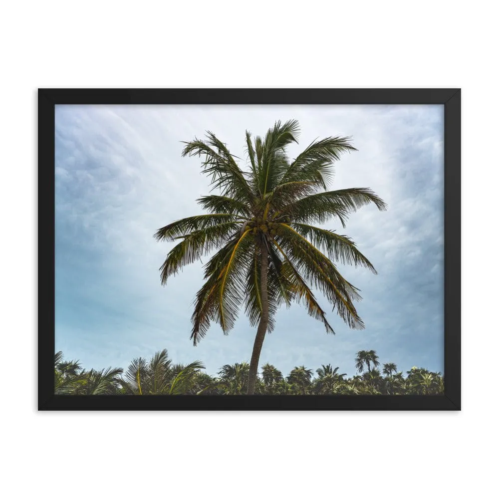 Bahamian Palm Poster