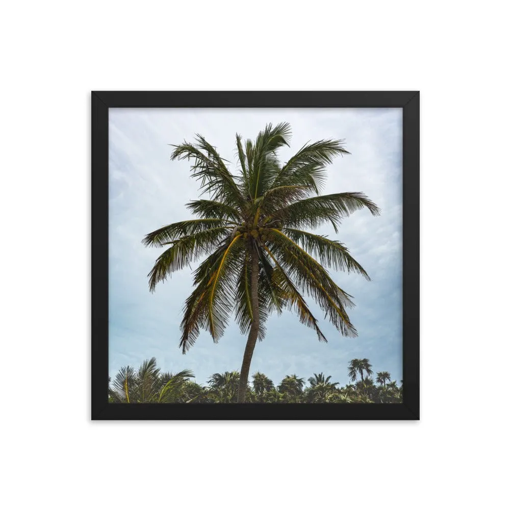 Bahamian Palm Poster