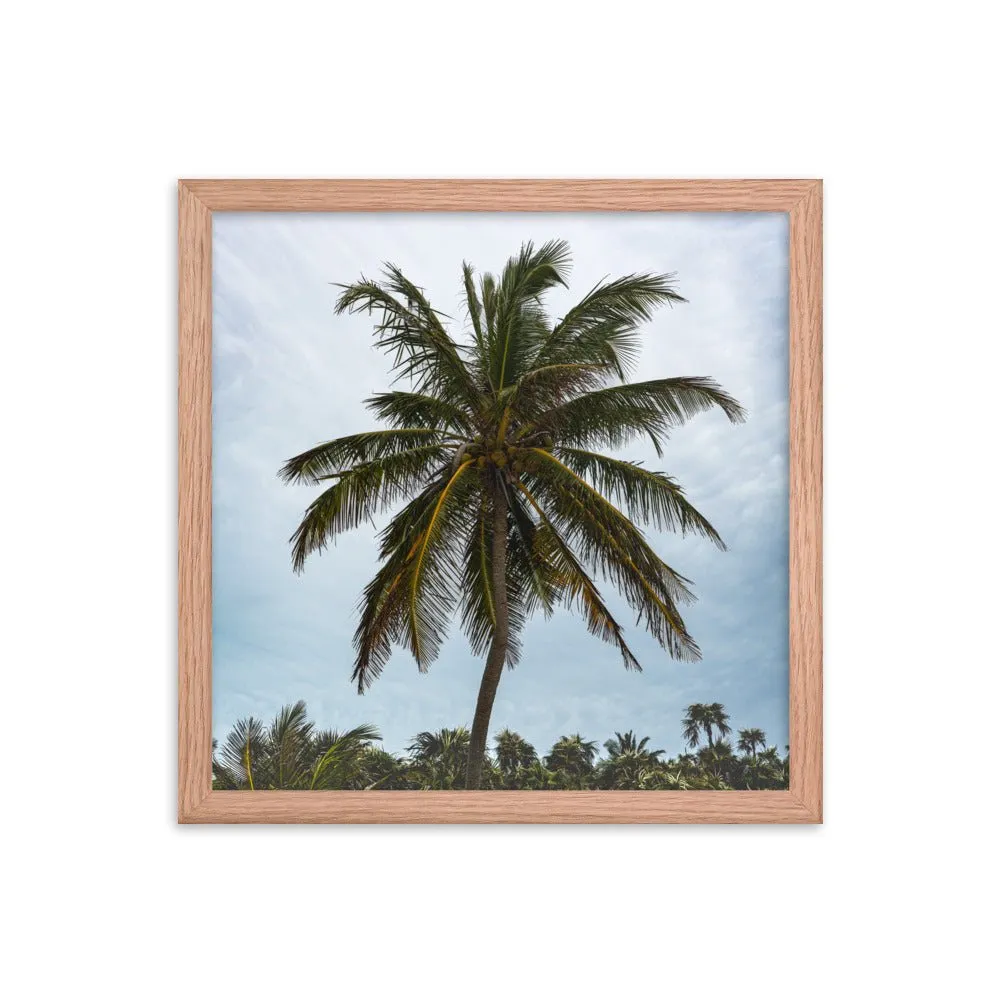 Bahamian Palm Poster