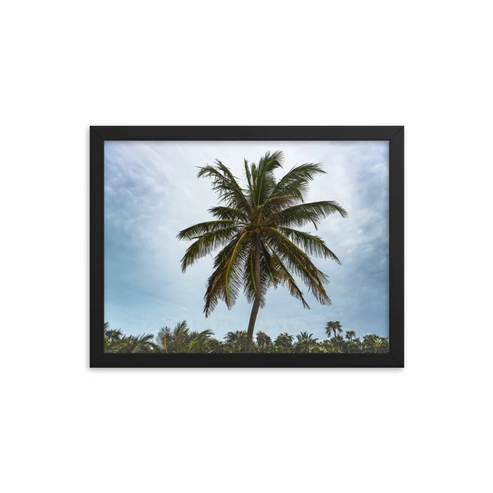 Bahamian Palm Poster