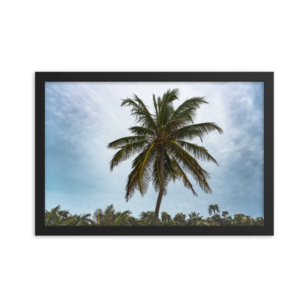 Bahamian Palm Poster