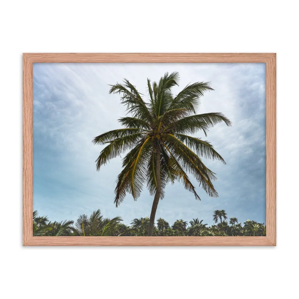 Bahamian Palm Poster