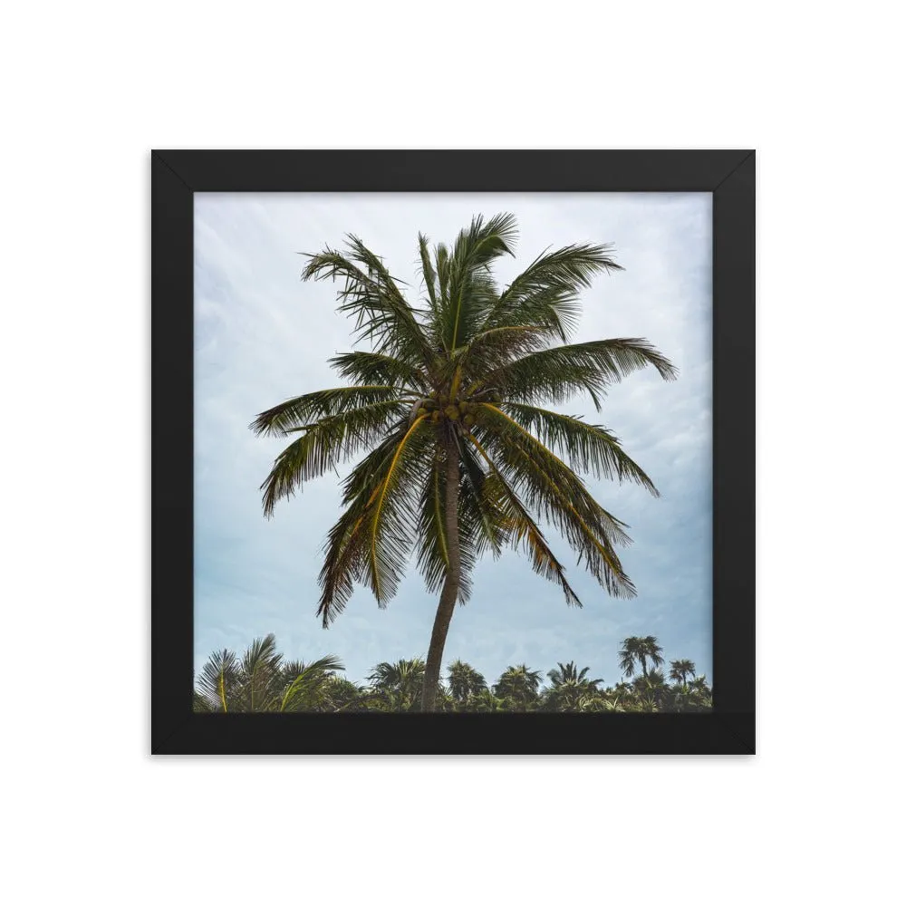 Bahamian Palm Poster