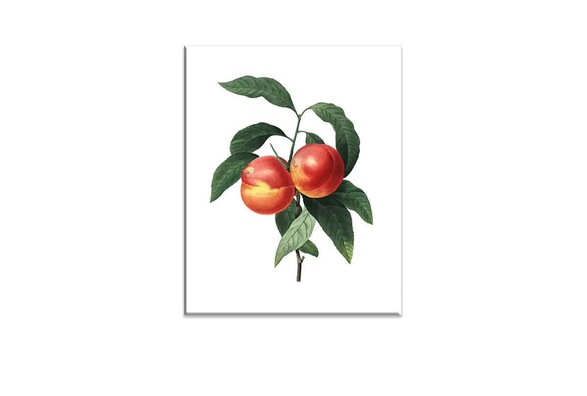 Botanical Illustration Peach | Botanical Wall Art Print