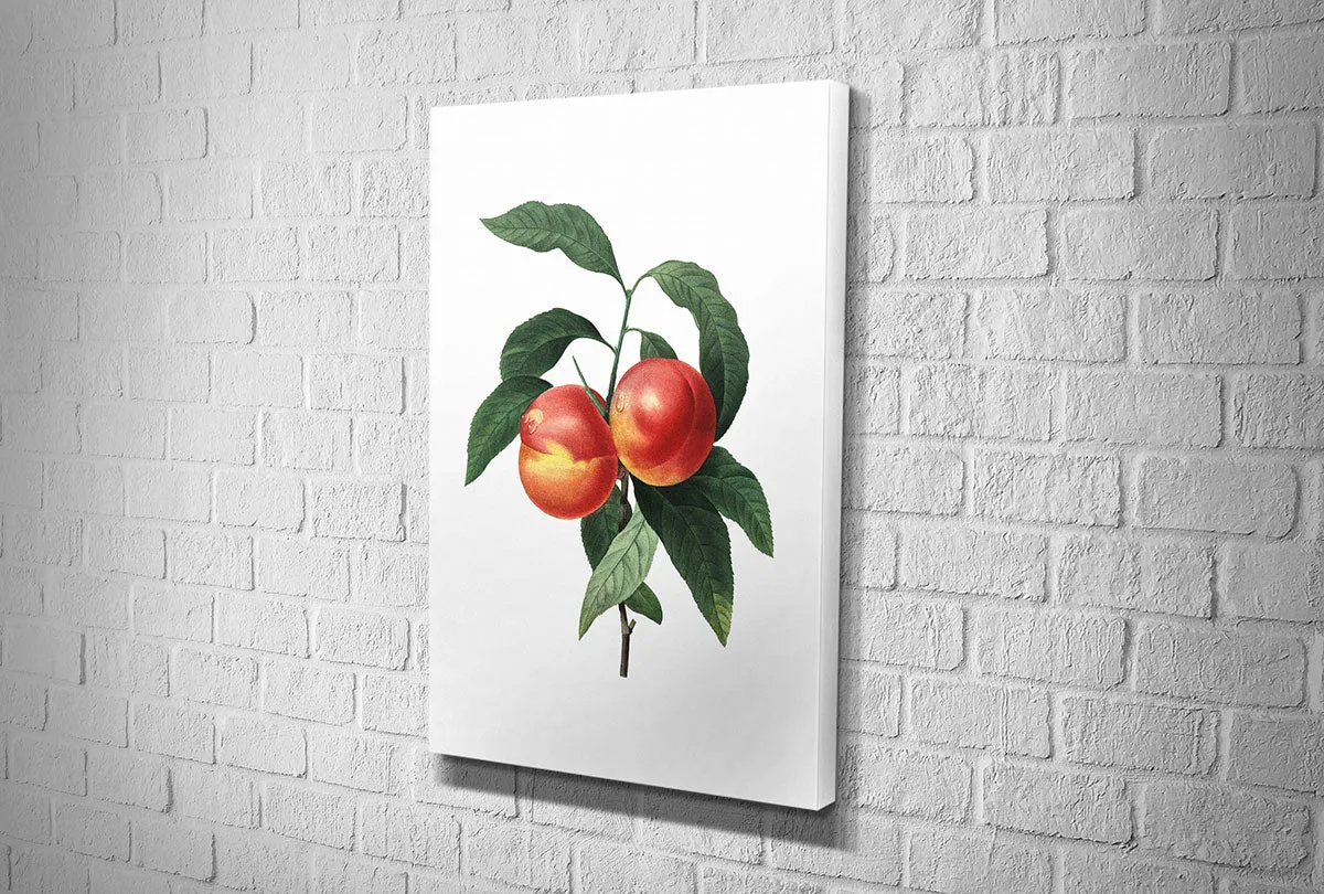 Botanical Illustration Peach | Botanical Wall Art Print