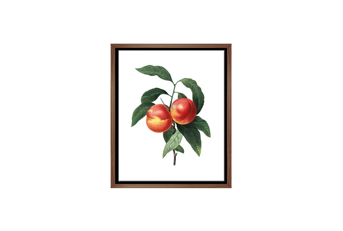 Botanical Illustration Peach | Botanical Wall Art Print