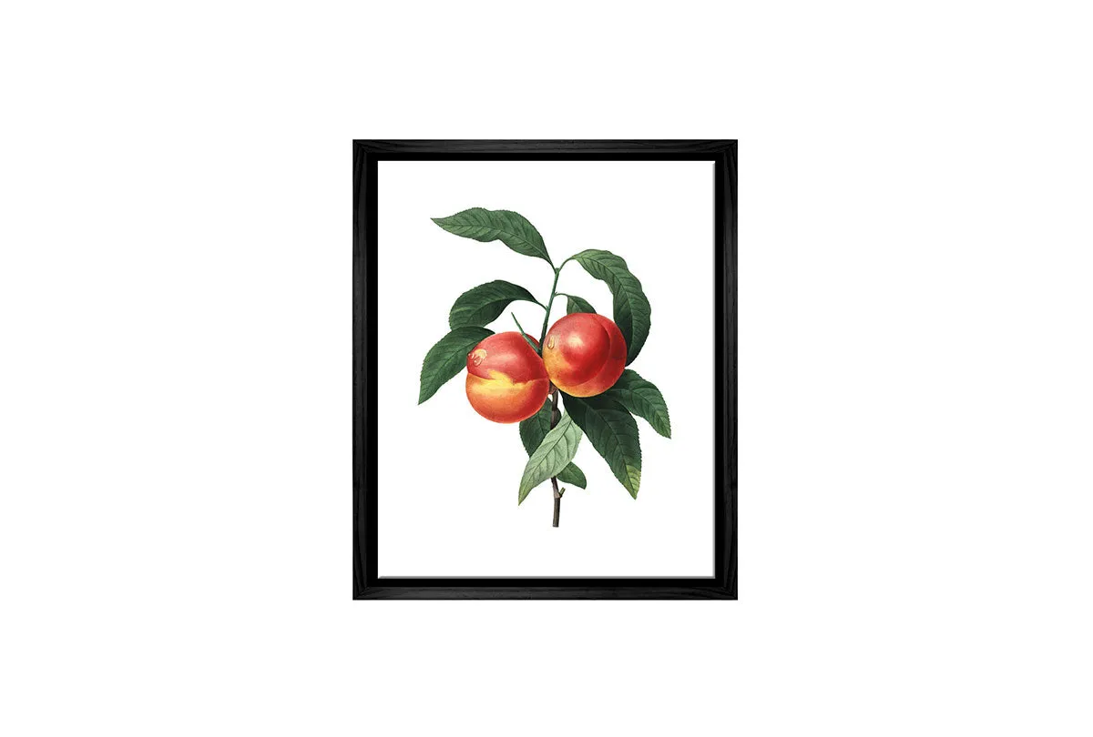 Botanical Illustration Peach | Botanical Wall Art Print