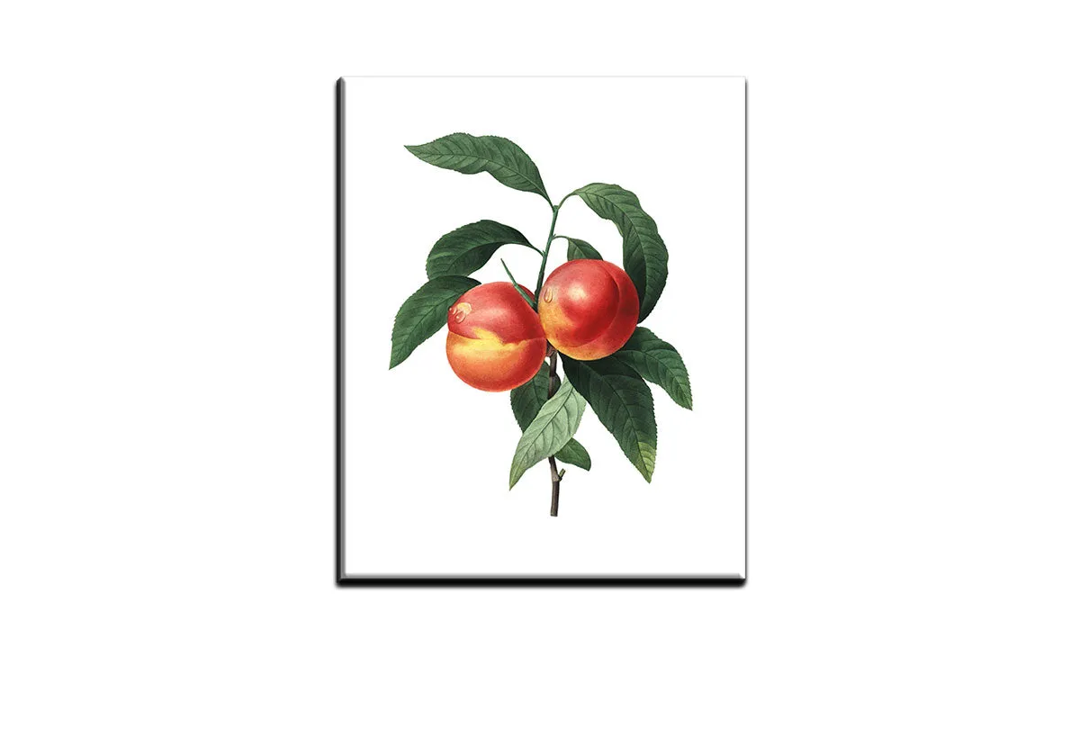 Botanical Illustration Peach | Botanical Wall Art Print