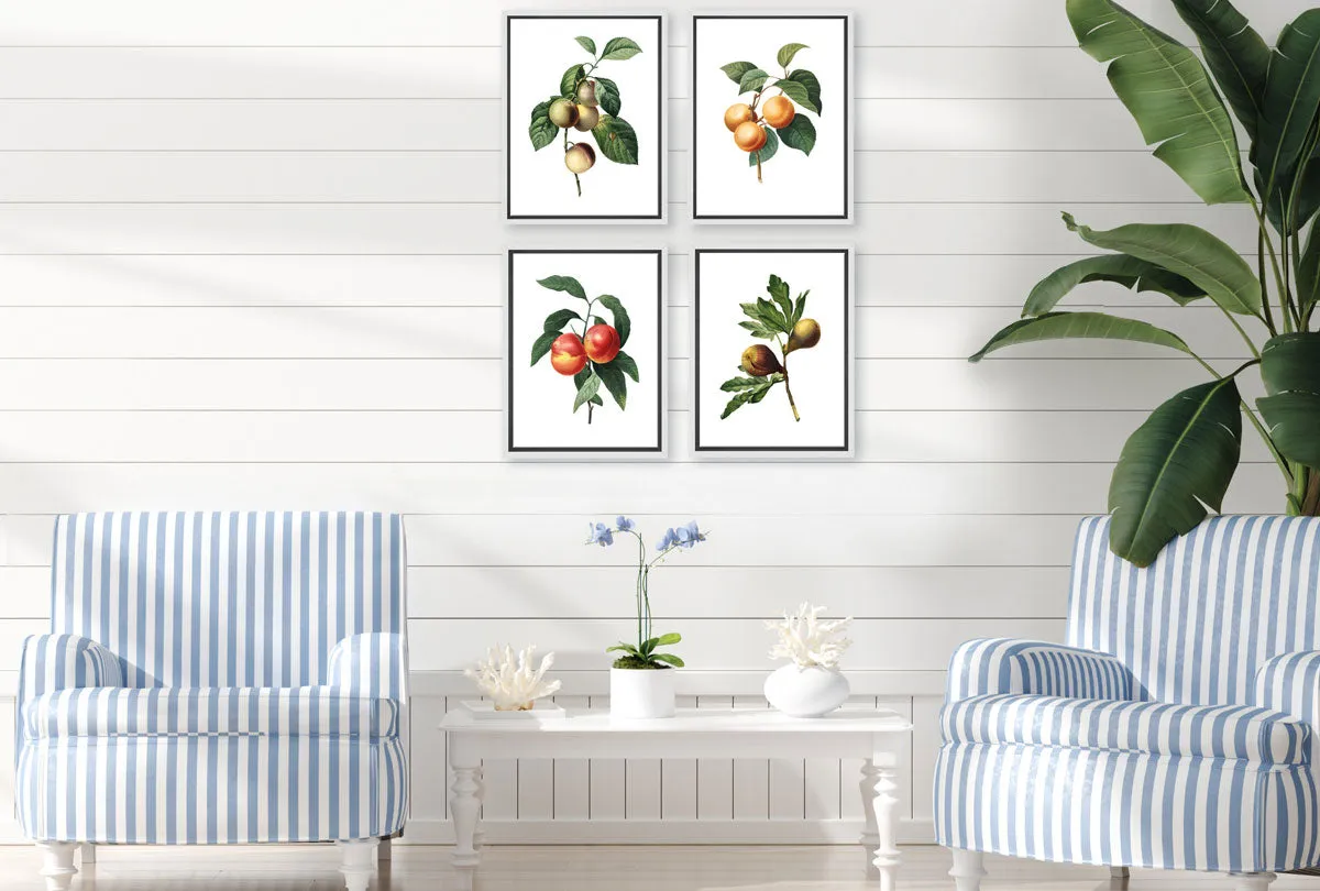 Botanical Illustration Peach | Botanical Wall Art Print