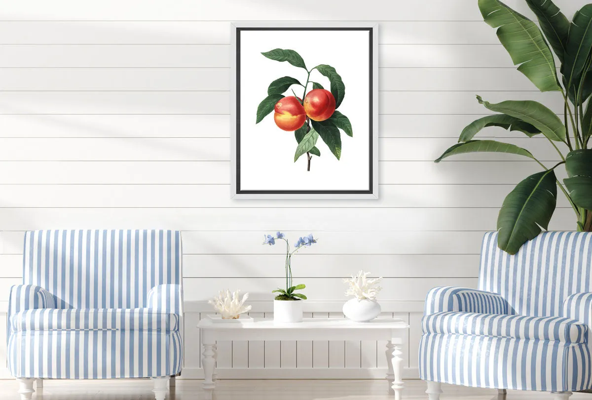 Botanical Illustration Peach | Botanical Wall Art Print