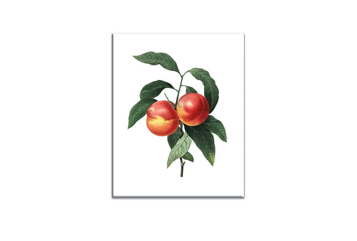 Botanical Illustration Peach | Botanical Wall Art Print