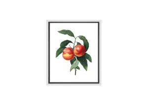 Botanical Illustration Peach | Botanical Wall Art Print