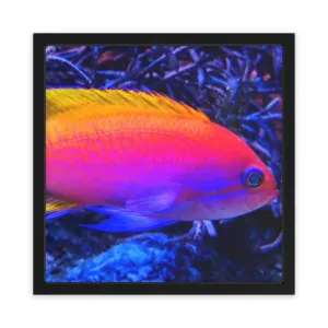 Colorful Fish Framed Poster