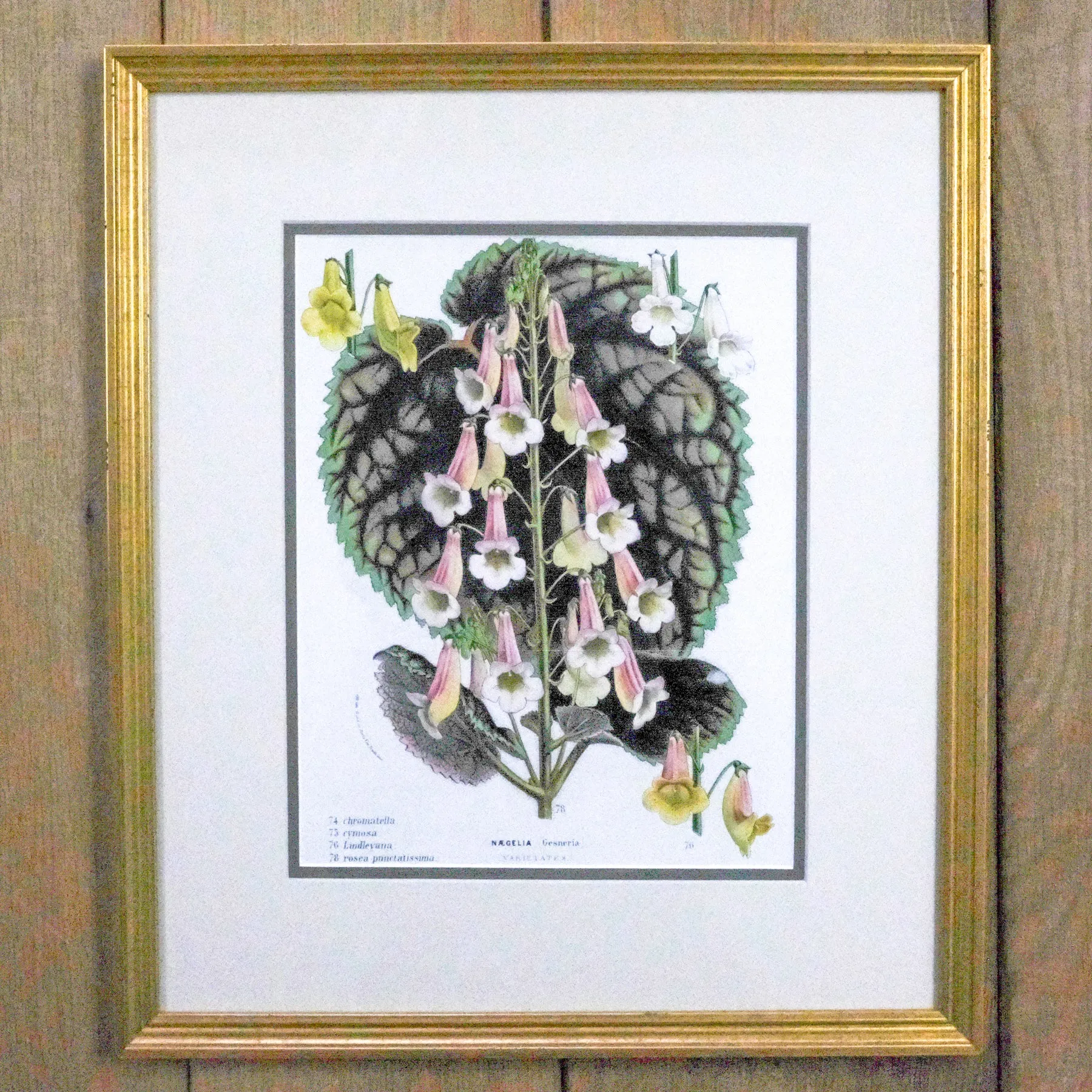 Framed Antique Botanical