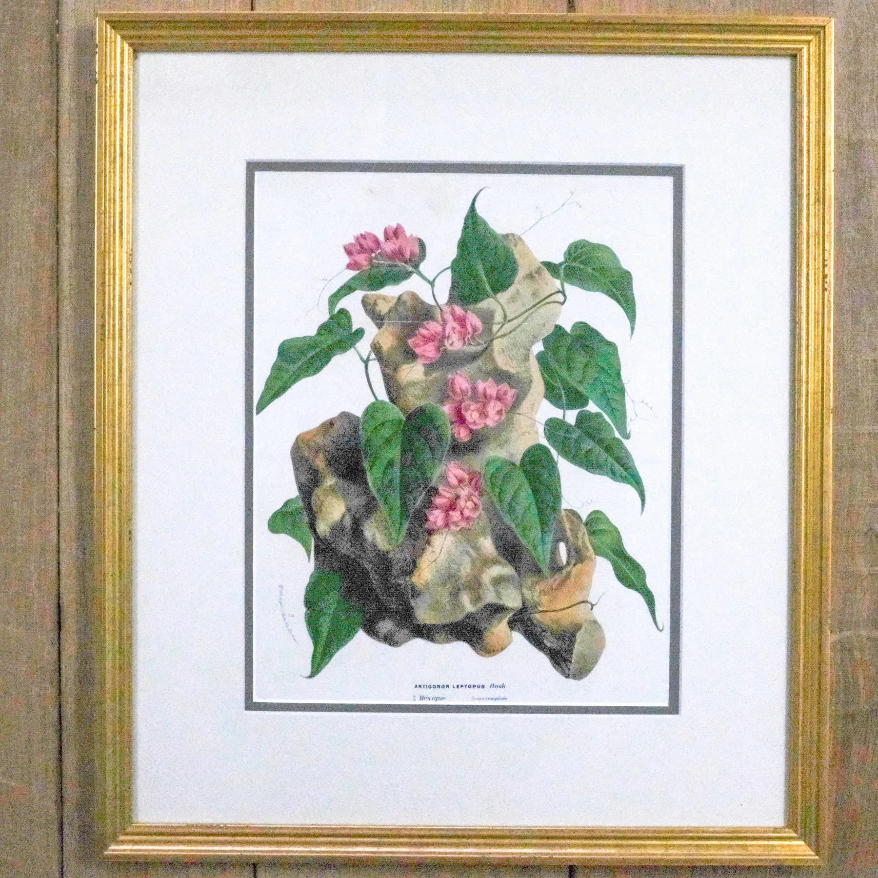 Framed Antique Botanical