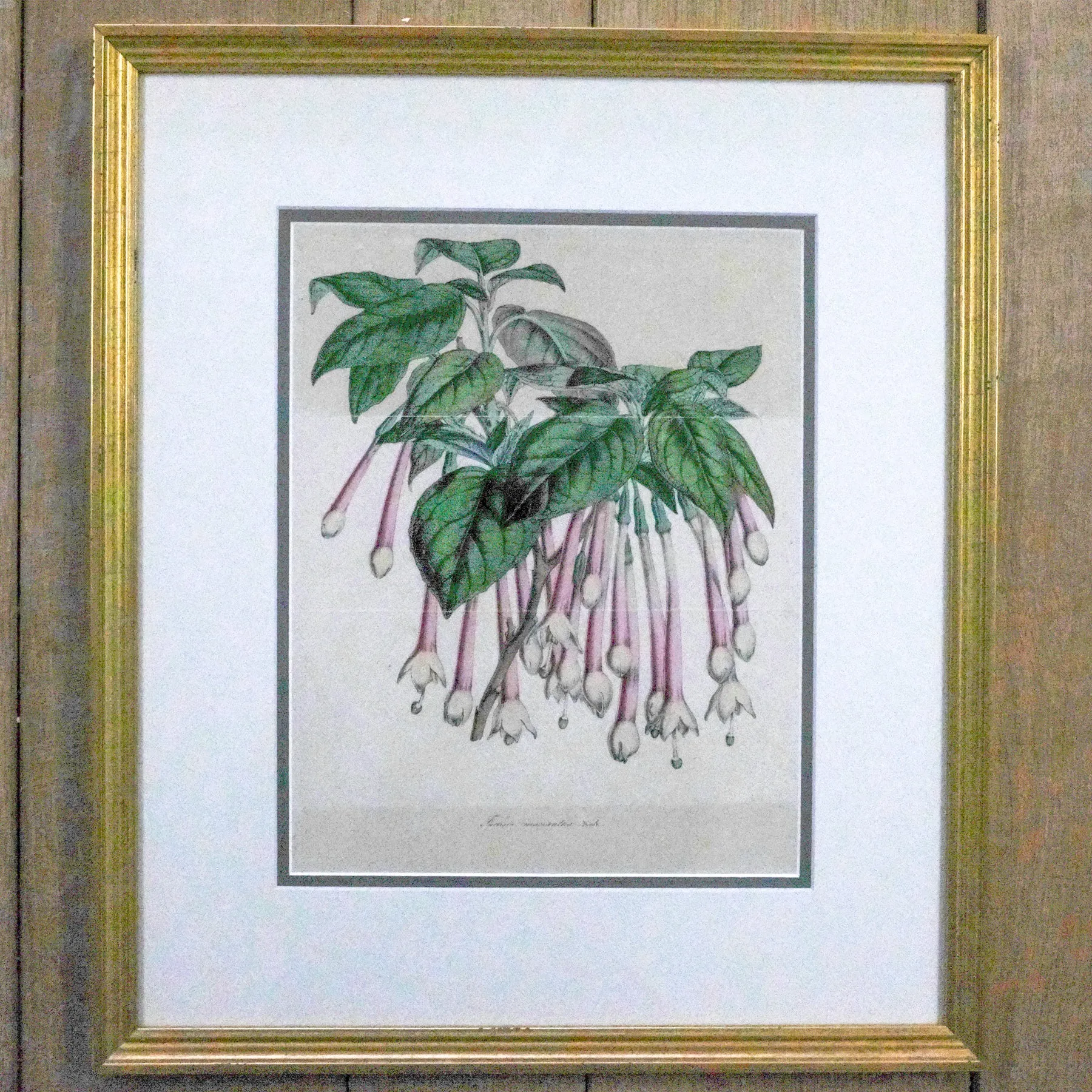 Framed Antique Botanical