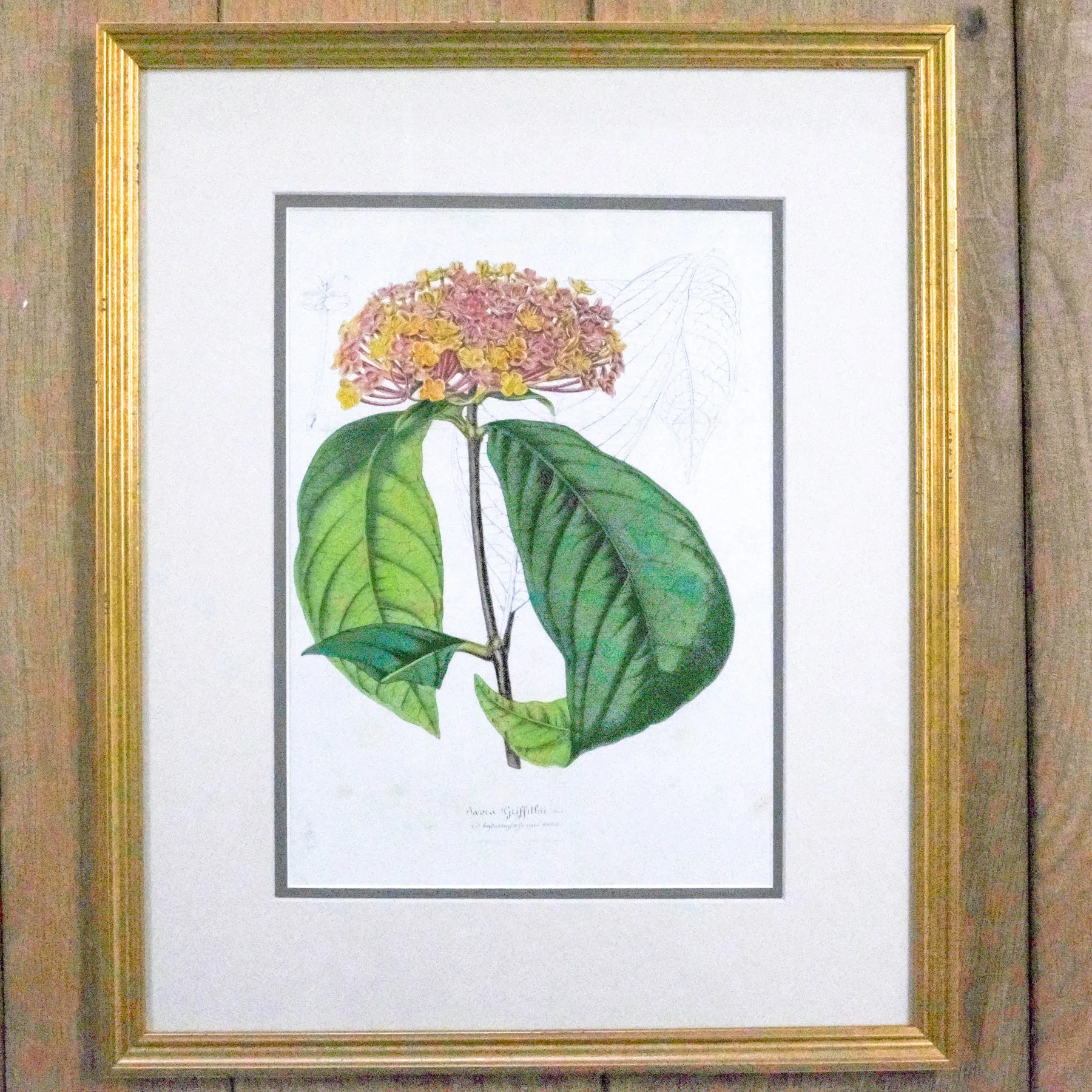 Framed Antique Botanical