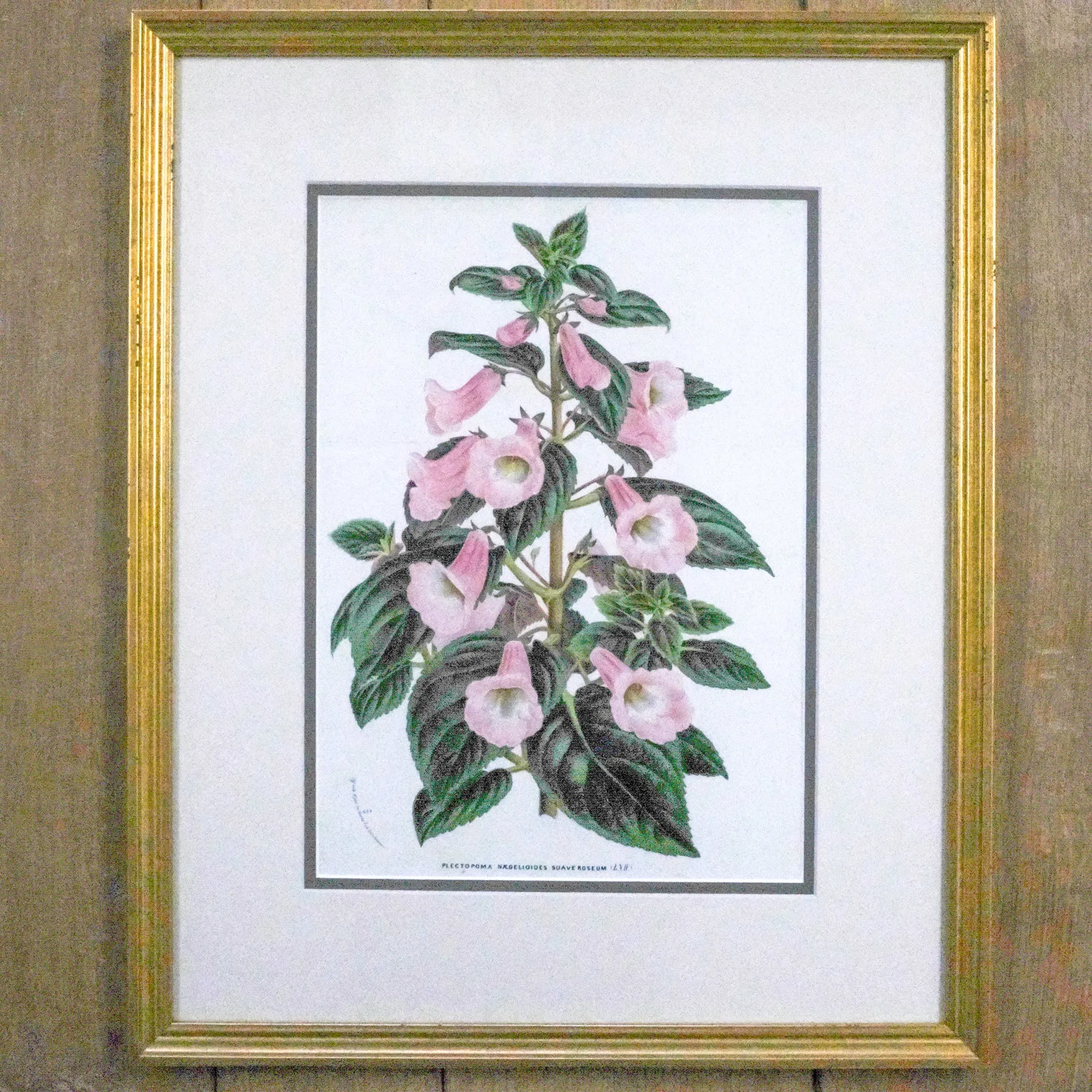 Framed Antique Botanical