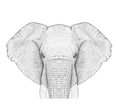 Full Faced Ethan The Elephant Limited Edition Dot Print