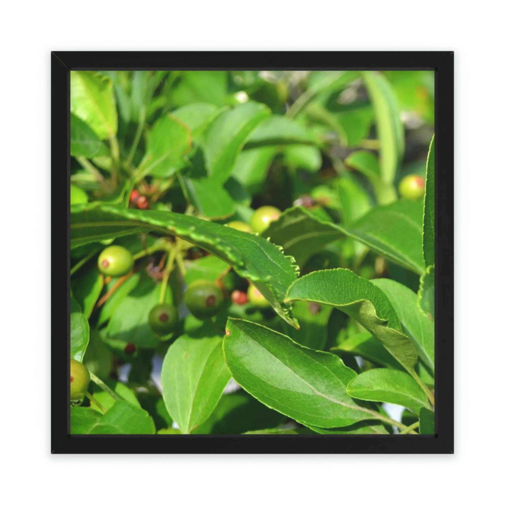 Green Leaves and Seeds Framed Poster