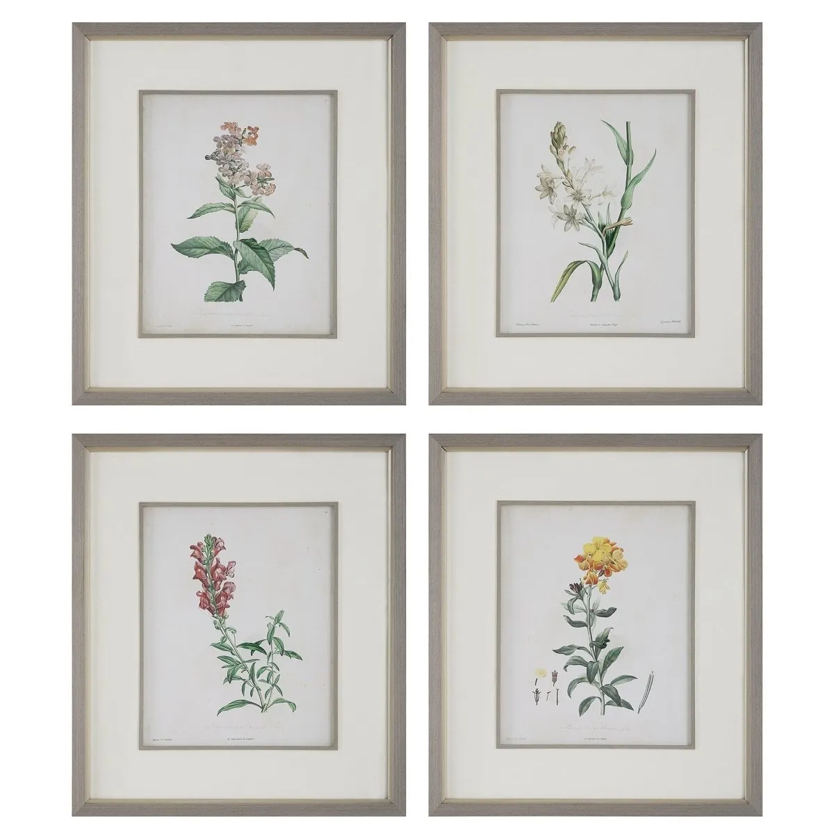 Heirloom Blooms Study Framed Prints Set/4