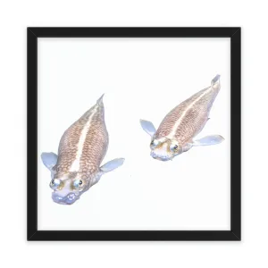 Koi Fish Framed Poster