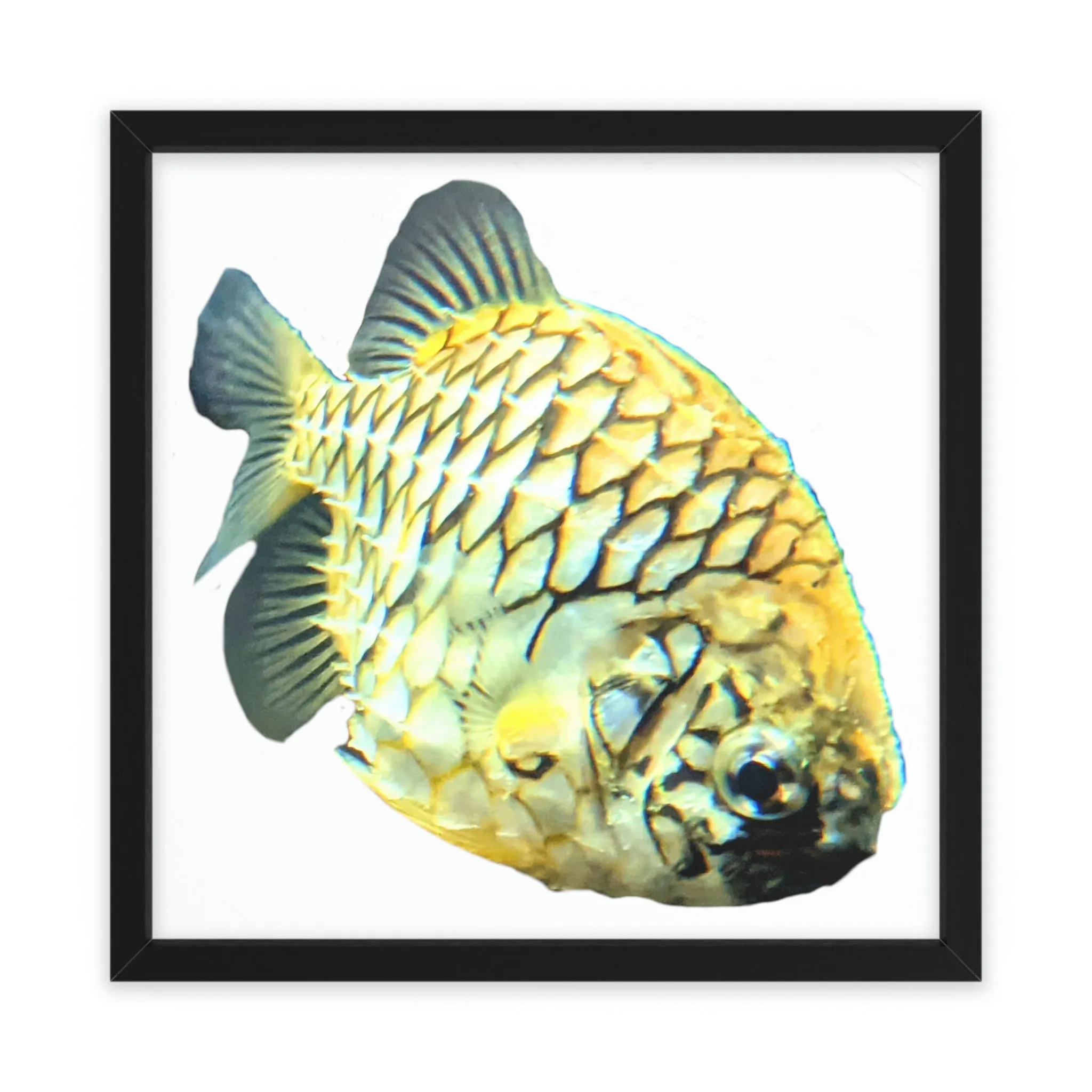 Pineapple Fish Framed Poster