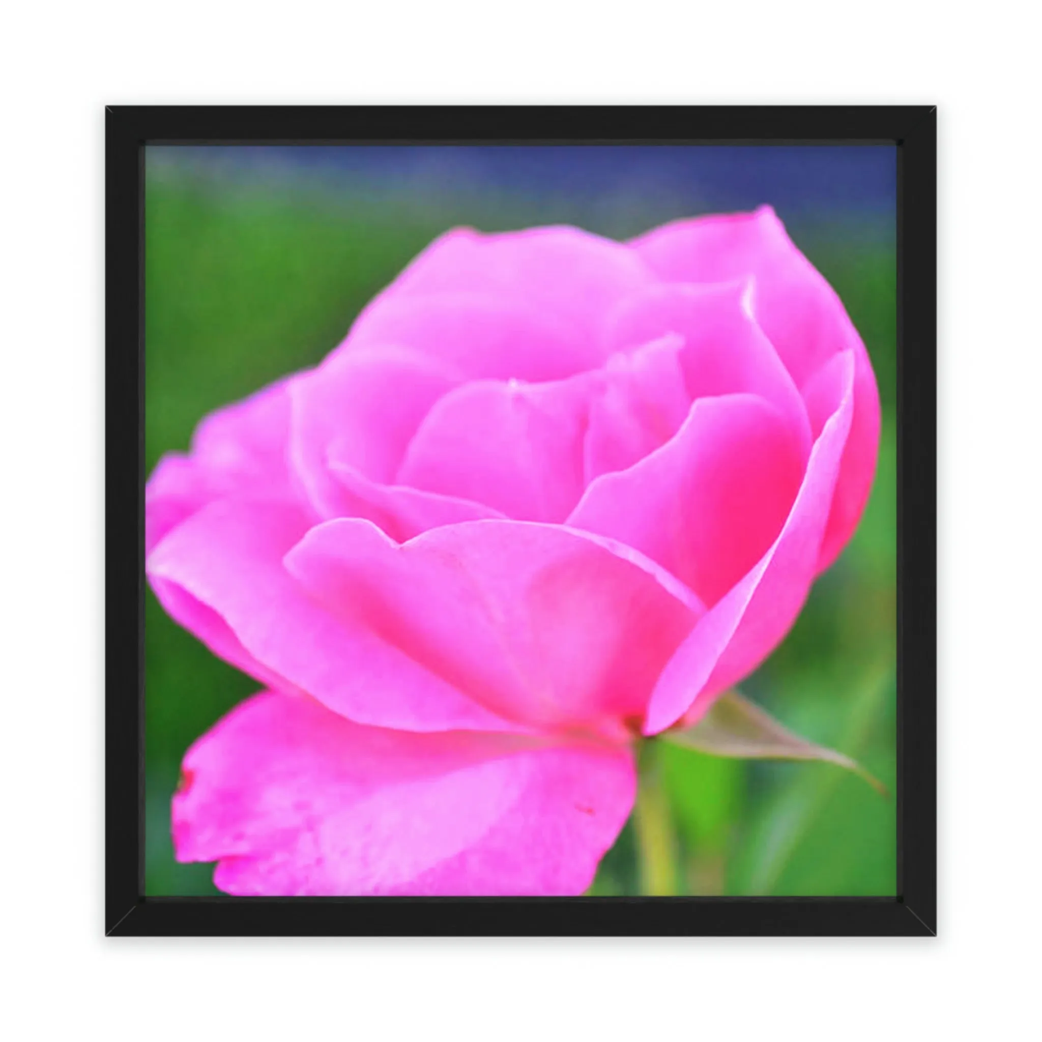 Pink Flower Framed Poster