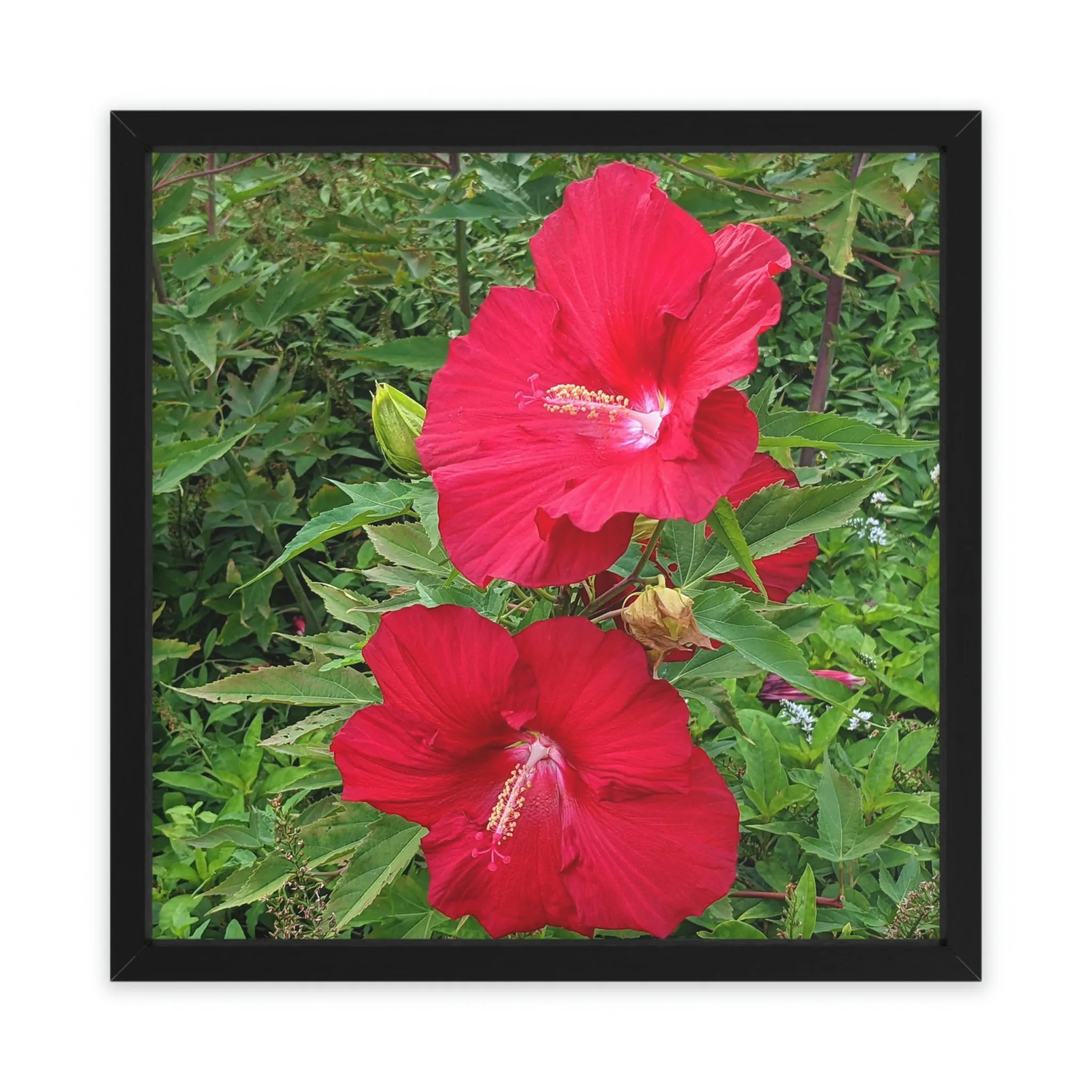 Red Flowers Framed Poster